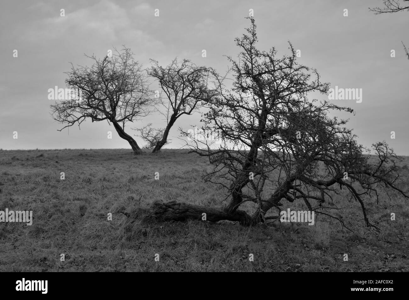 Windgepeitschte Bäume auf einem Winter irischen Skyline in schwarz und weiß Stockfoto