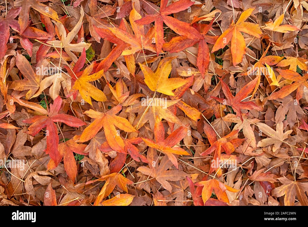 Liquidambar-Baumblätter. Herbsthintergrund. Stockfoto