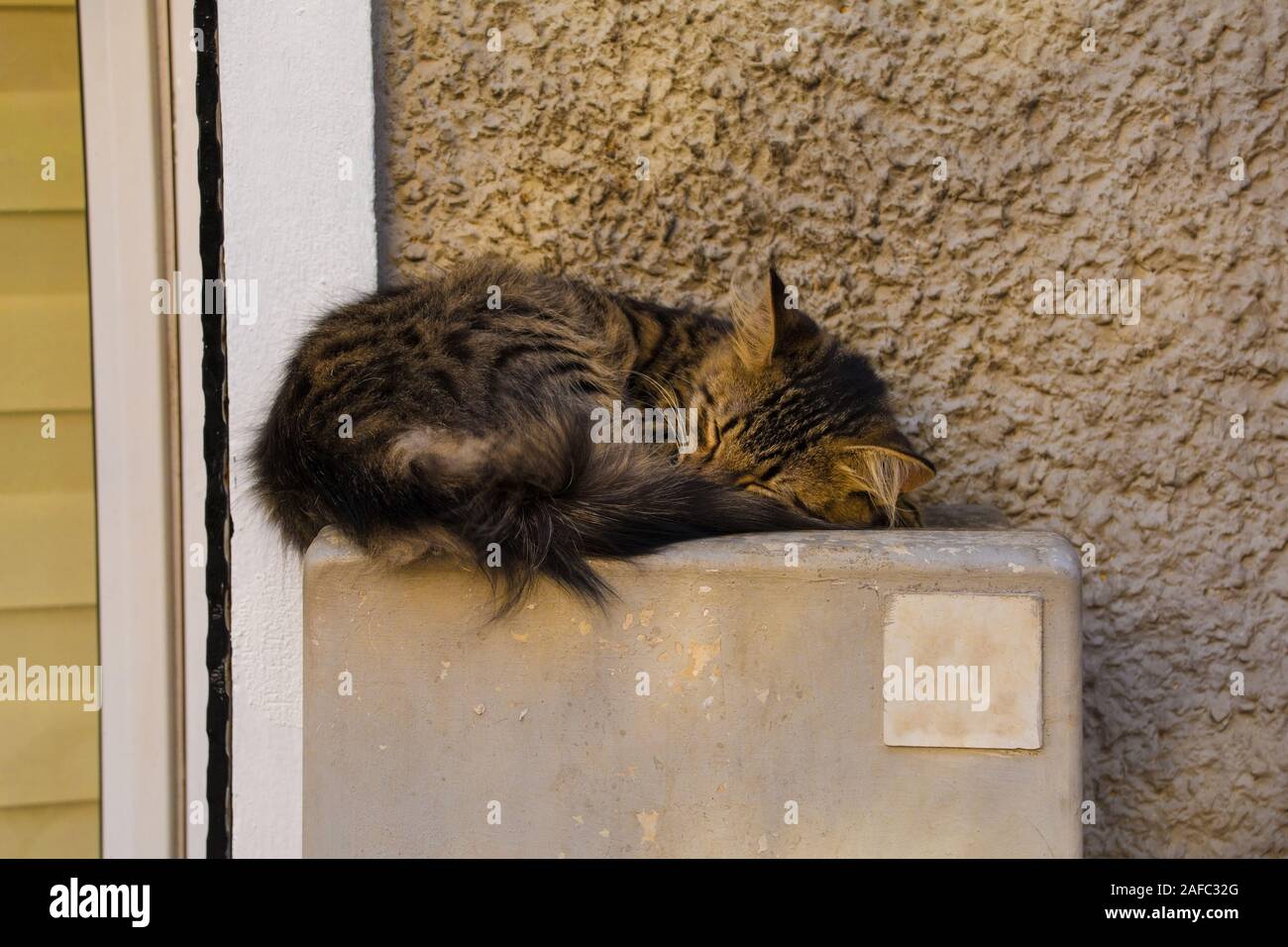 Streunende katzen istanbul Fotos und Bildmaterial in hoher Auflösung Alamy