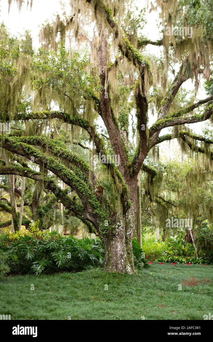 Washington Eichen Gärten State Park, Palm Coast, Florida, USA Stockfoto