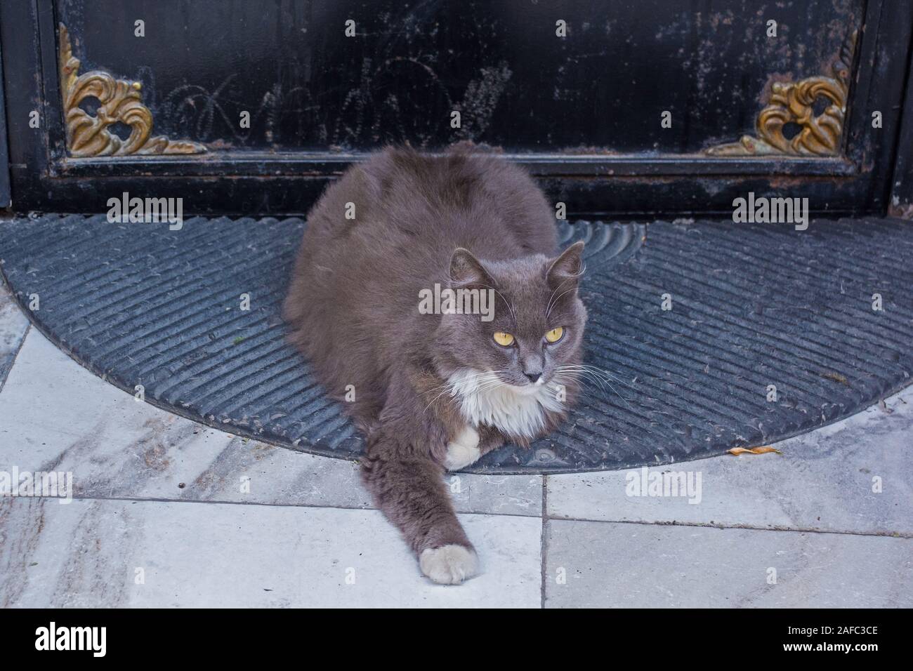 Stray cats istanbul Fotos und Bildmaterial in hoher Auflösung Alamy