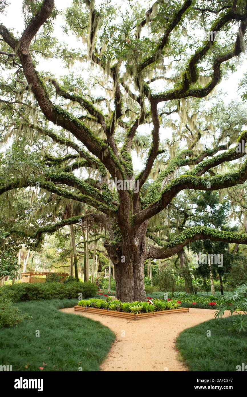 Washington Eichen Gärten State Park, Palm Coast, Florida, USA Stockfoto