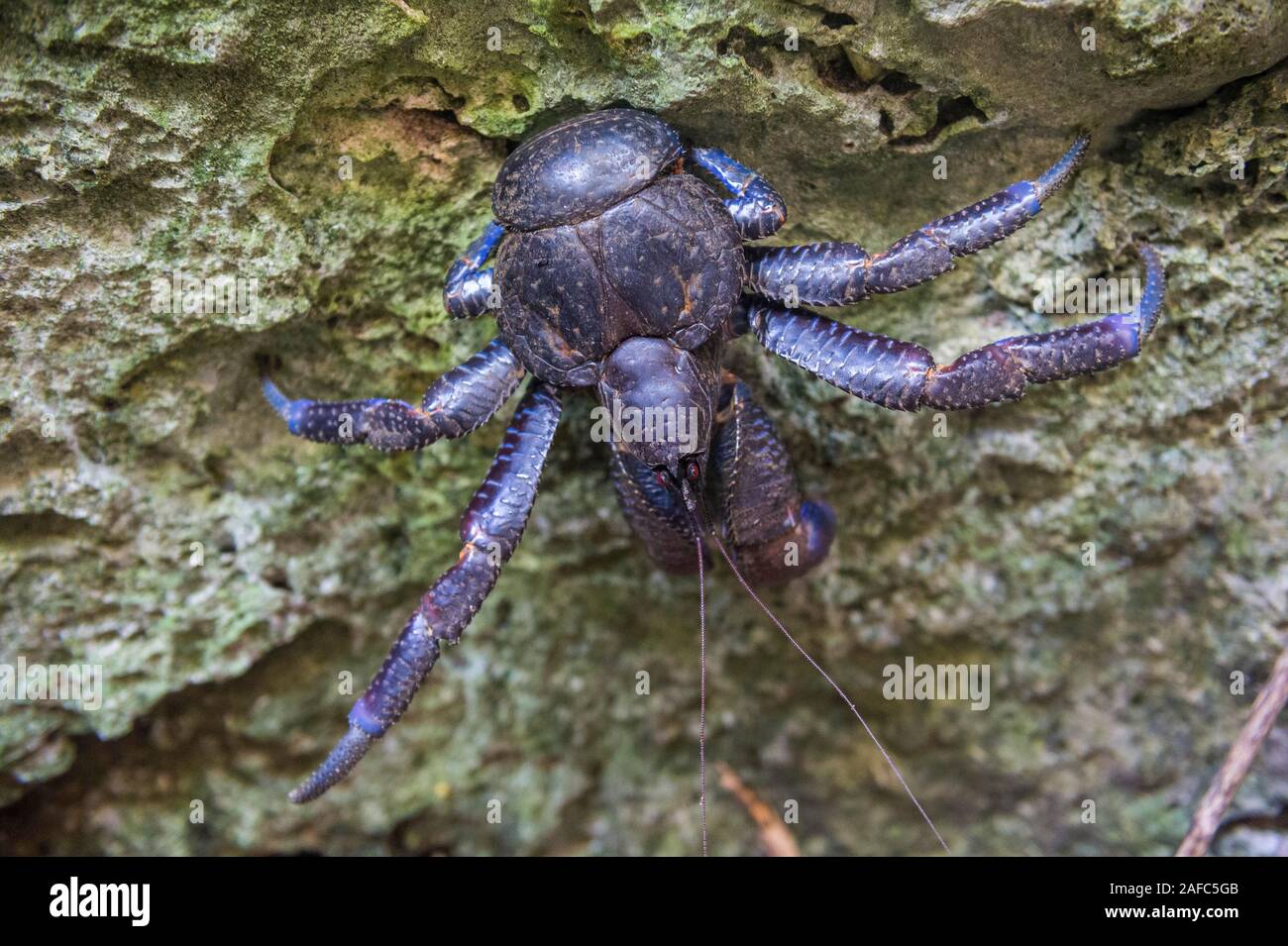 Coconut Crab (Birgus latro), South Pacific, Niue Stockfoto