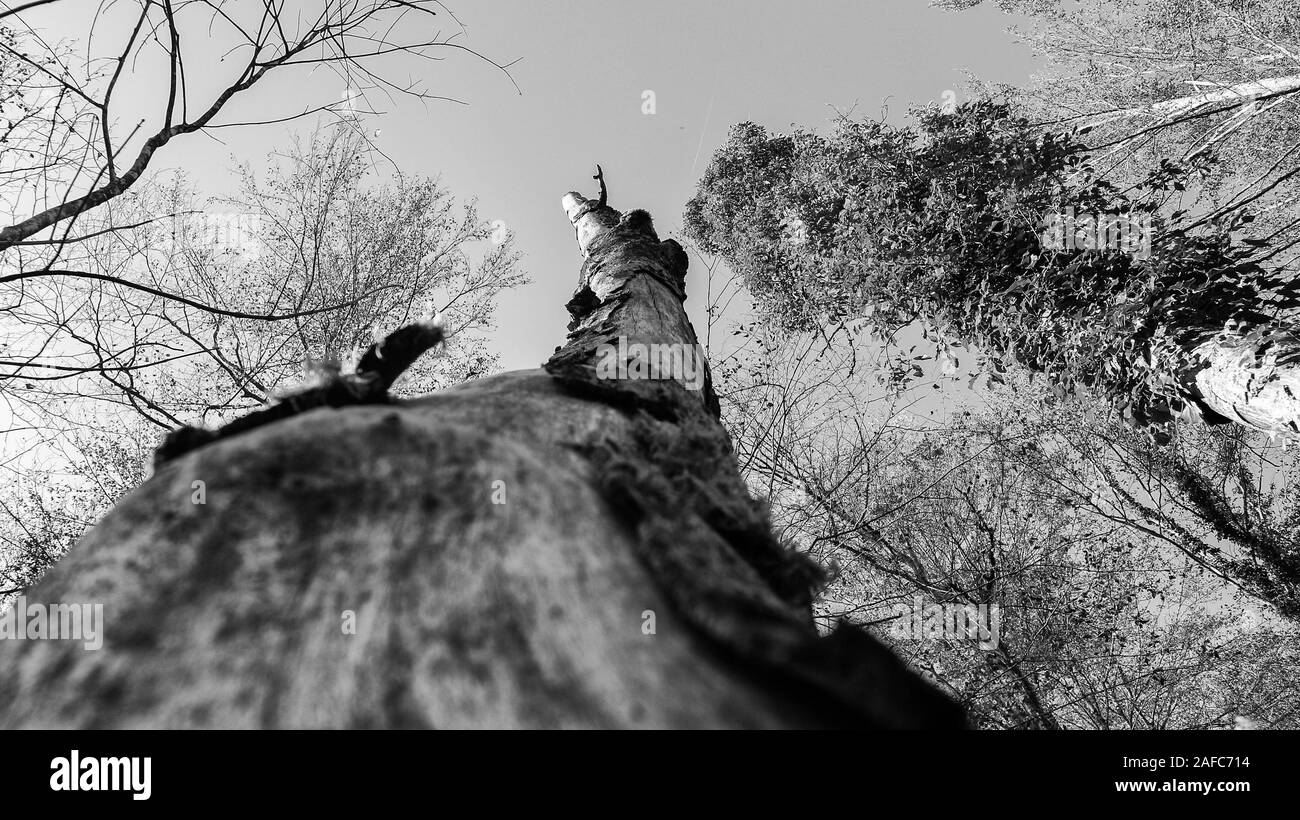 Hoher, toter Baum mit gefallener Rinde im Wald von Kamačnik in der Nähe der Stadt Vrbovsko in Kroatien Stockfoto