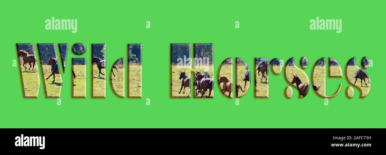 Wilde Pferde - Text mit Bild der wilden Pferde Rennen über die Ebene, die die Briefe, für die sofortige Web, Print geeignet, berufliche oder persönliche Stockfoto