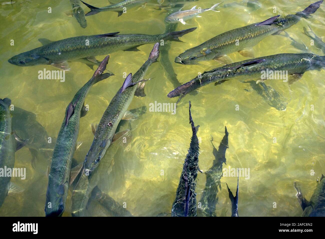 Tarpon Fischen in Florida, USA Stockfoto