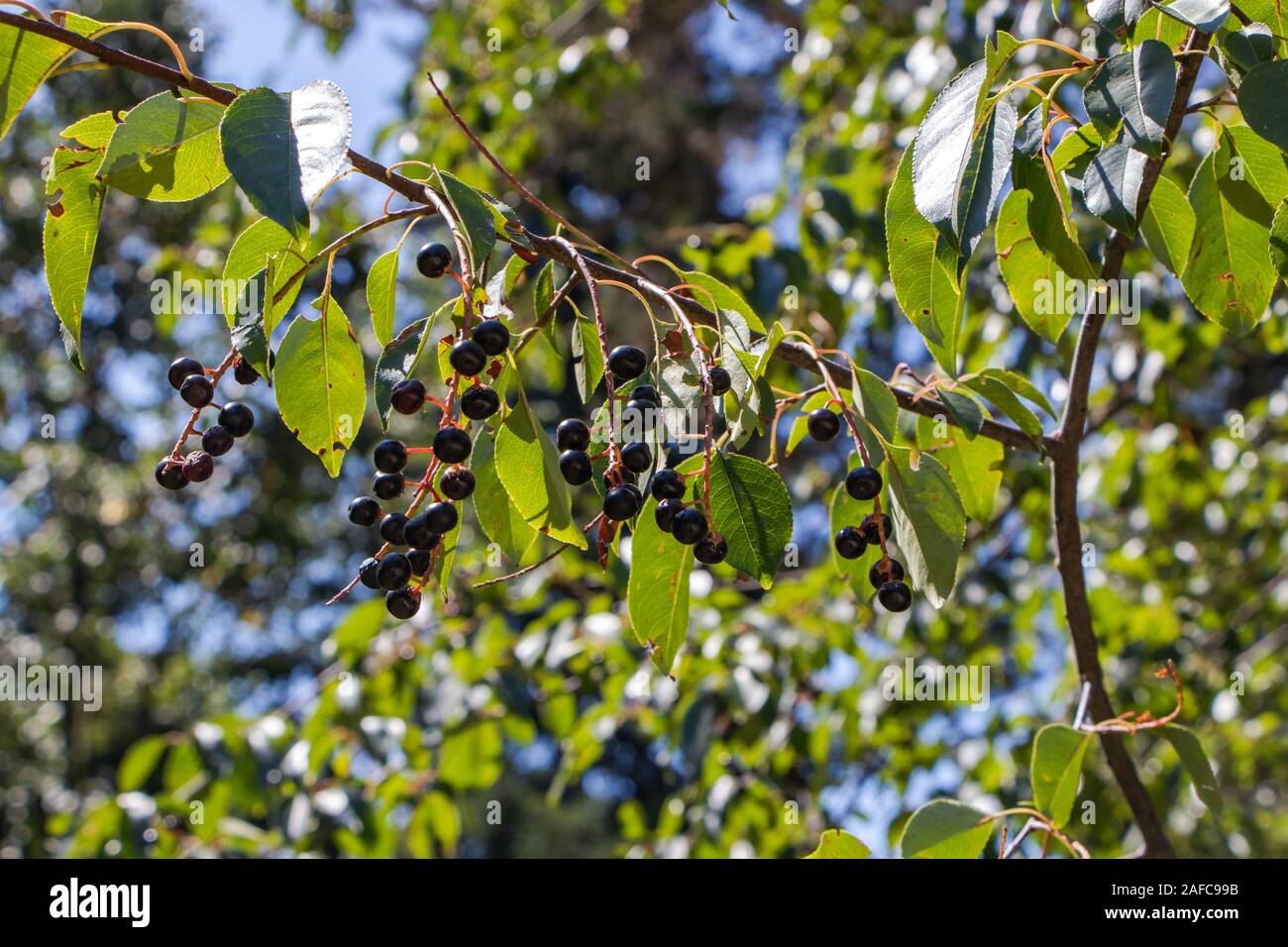 Blick über Rum Kirsche (Prunus serotina Ehrh.) Anlage. Stockfoto