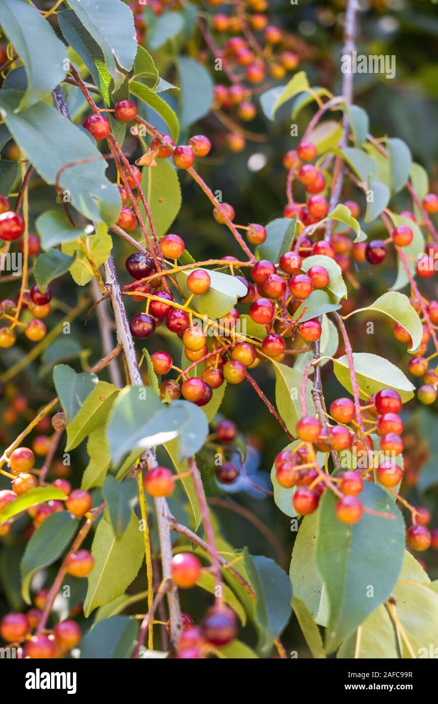 Blick über Rum Kirsche (Prunus serotina Ehrh.) Anlage. Stockfoto