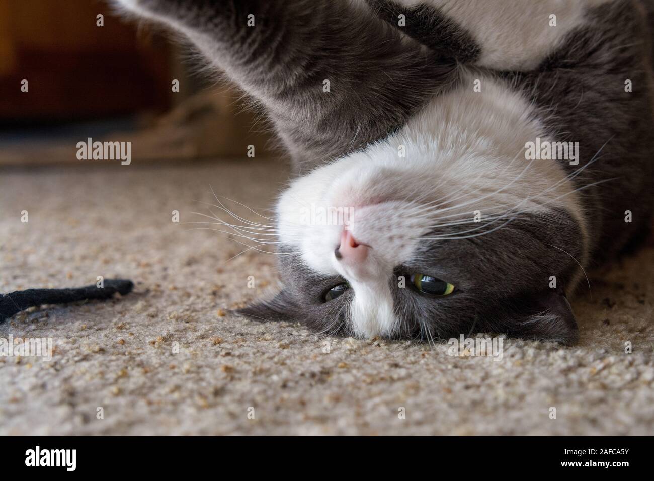 Grau weiss Katze schlafen mit Spielzeug auf dem Teppich Stockfoto