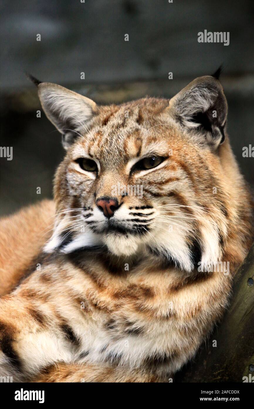 Ein Bobcat, Lynx Rufus, im Hochformat. popcorn Park Zoo, Gegabelten River, New Jersey, USA Stockfoto