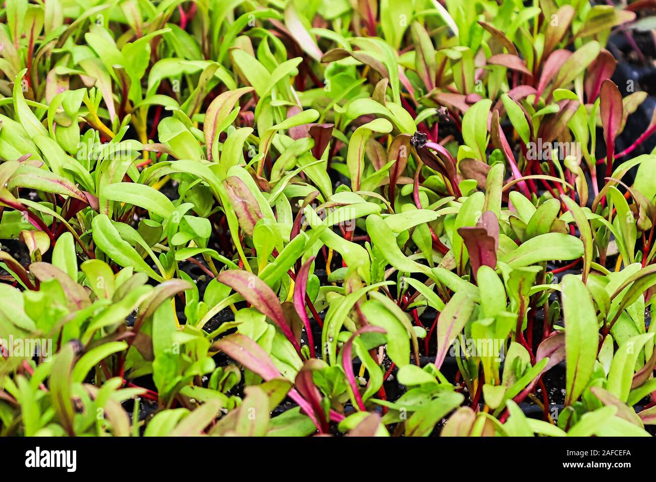 Nahaufnahme des bunten Mangold microgreens Keimen Stockfoto