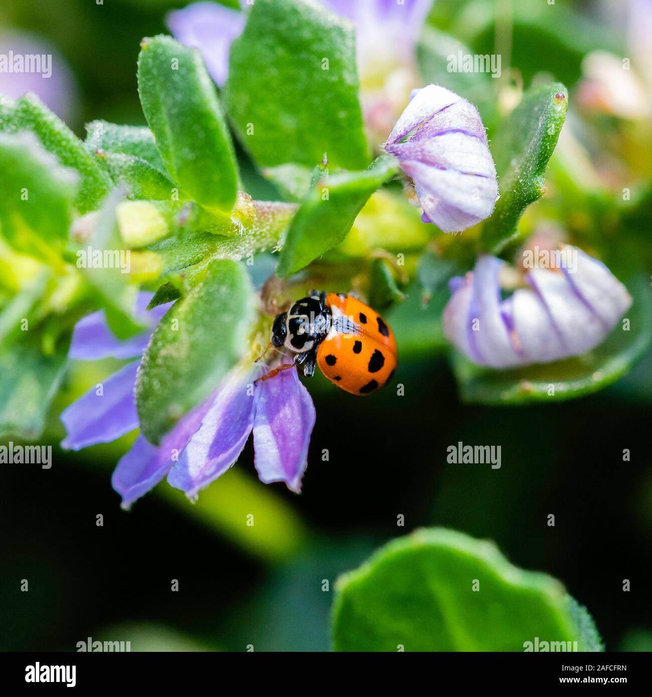 Amber Marienkäfer auf einer Blume an der ANU, ACT, Australien an einem Sommermorgen im Dezember 2019 entdeckt Stockfoto