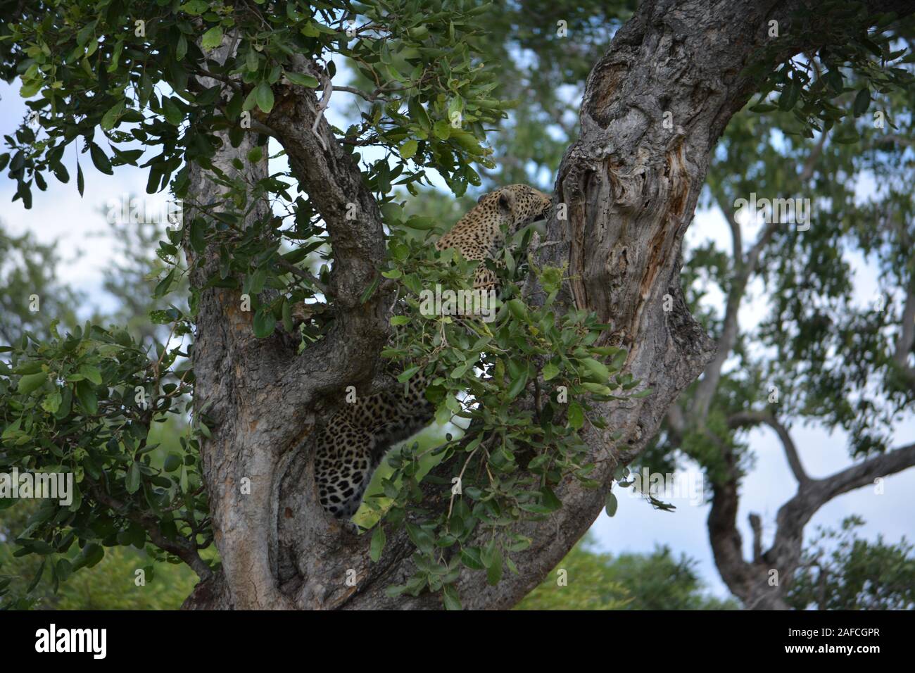 Leopard - Kruger Park Stockfoto