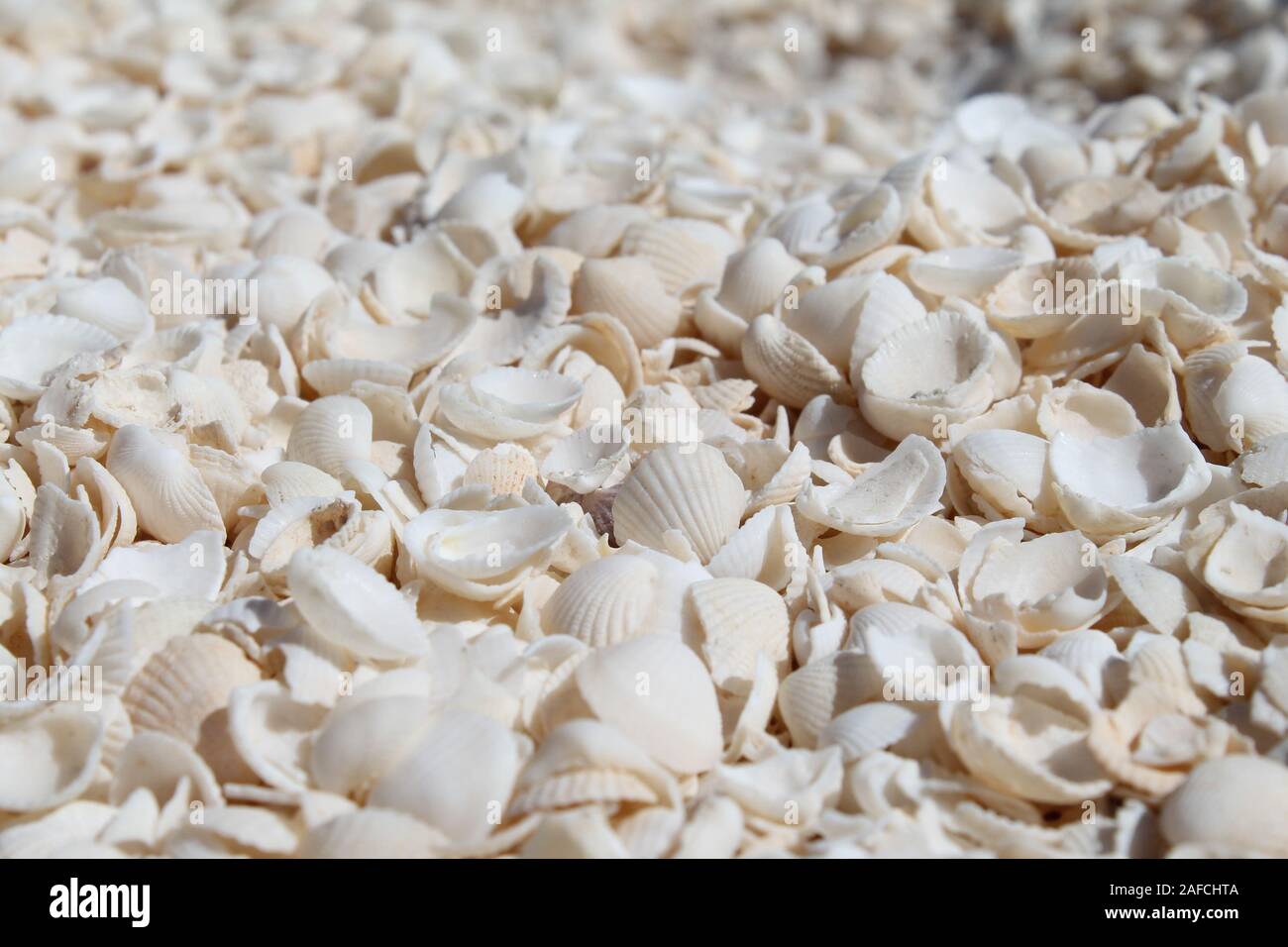 Shell Beach Stockfoto