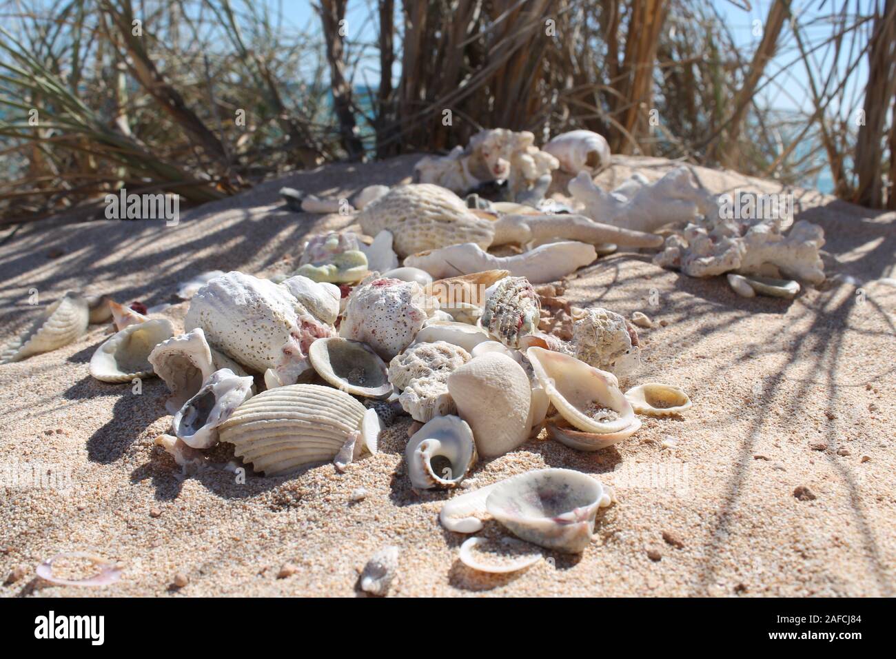 Muscheln am Strand Stockfoto