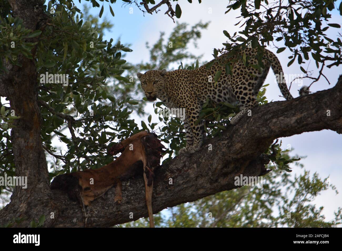 Leopard - Kruger Park Stockfoto