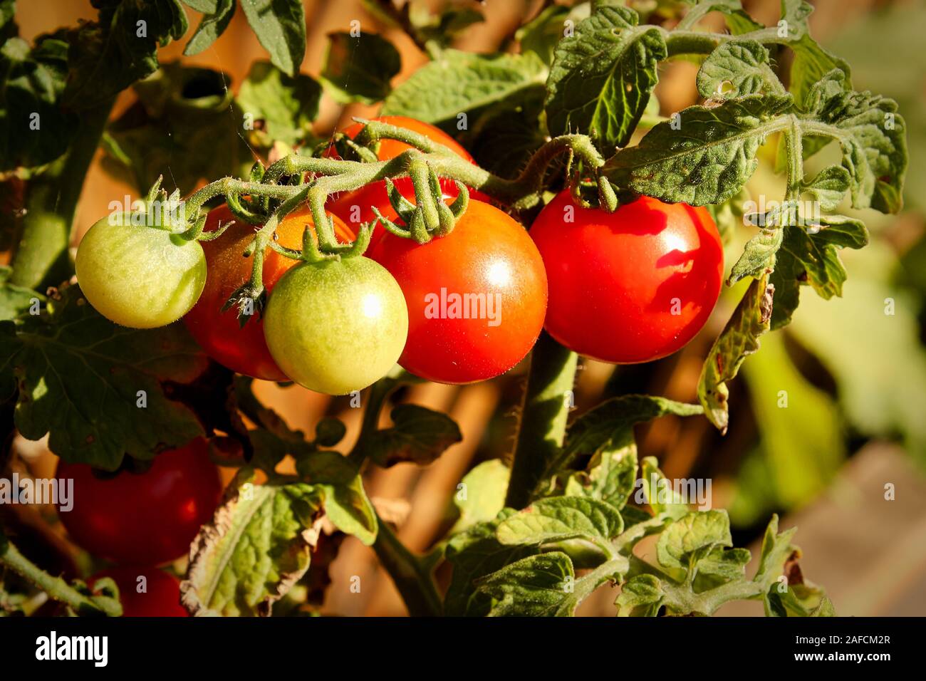 Seitenansicht des reifenden Tomaten auf der Rebe Stockfoto