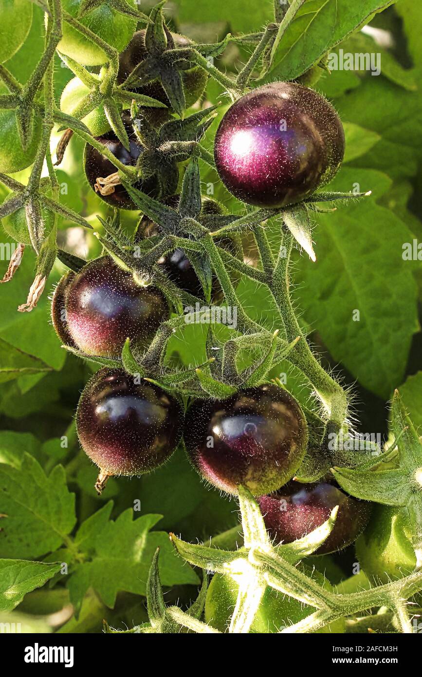 Kleine runde violette Tomaten wachsen im Garten Stockfoto