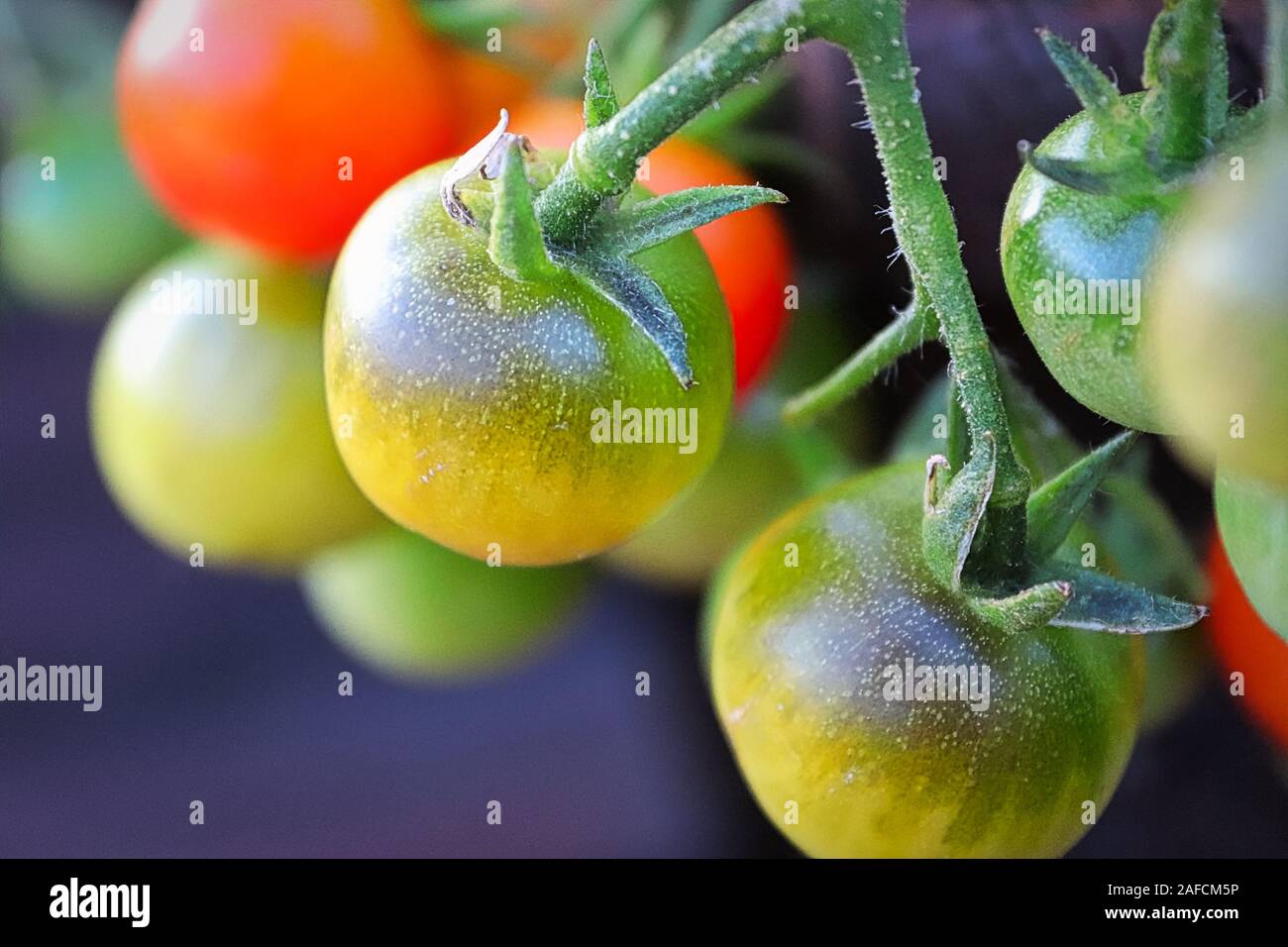 Makro-ansicht Tomaten reifen an der Pflanze Stockfoto