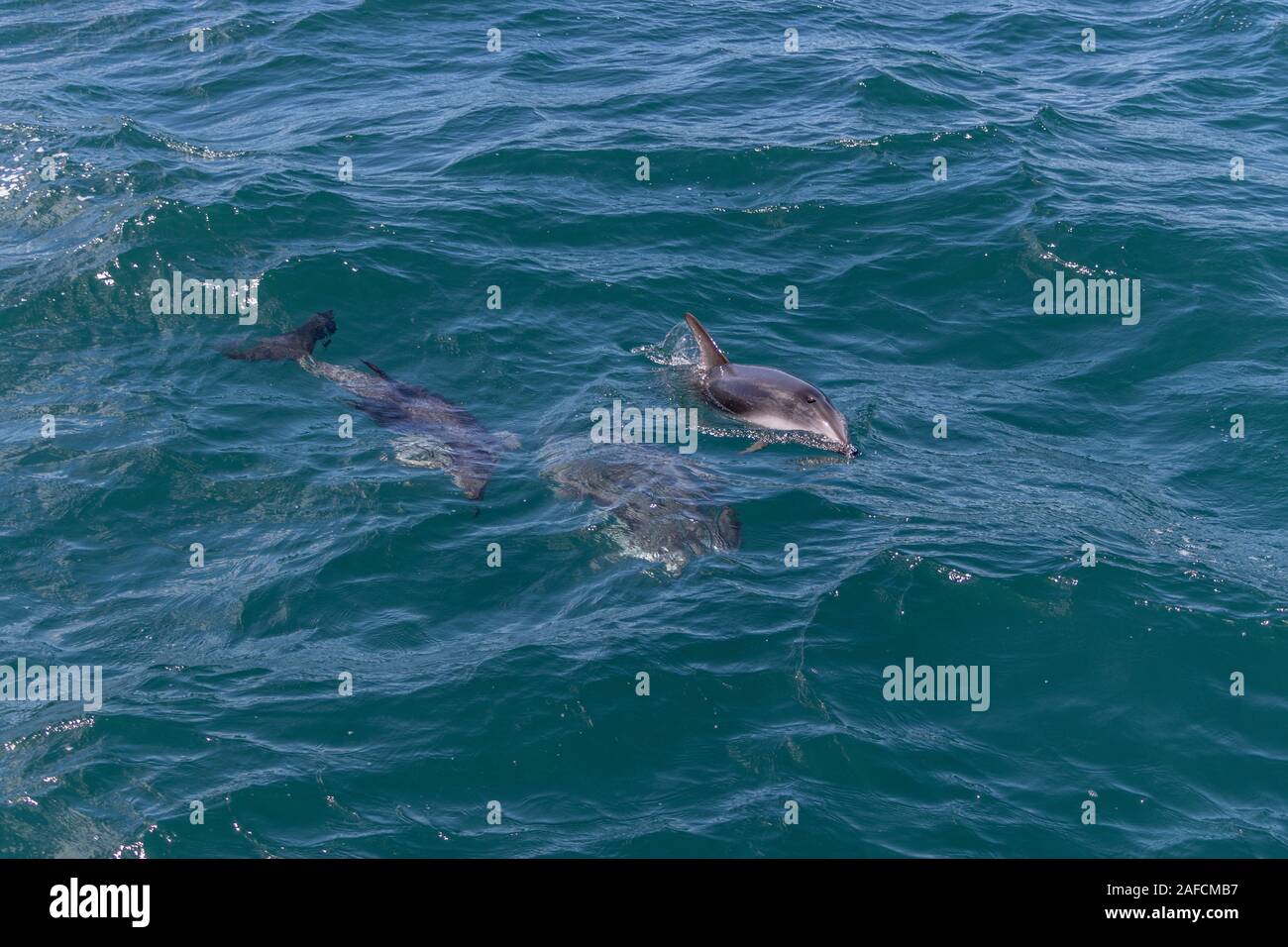 Dusky dolphin, Marlborough Sounds, Neuseeland Stockfoto