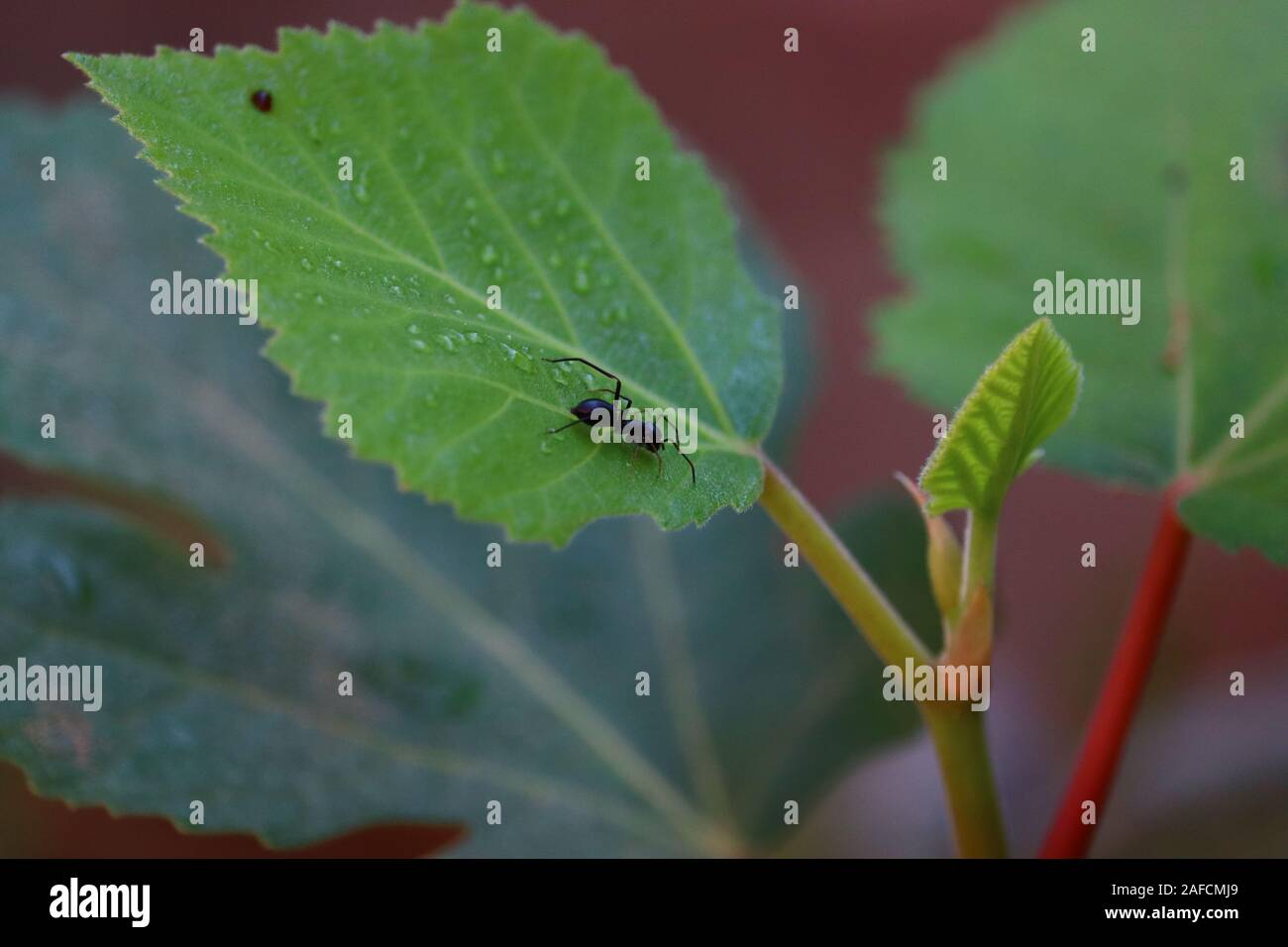 Nahaufnahme der einzigen großen Carpenter ant, Makro ant verschwommenen Hintergrund. Ant ruht auf dem Gras. Stockfoto