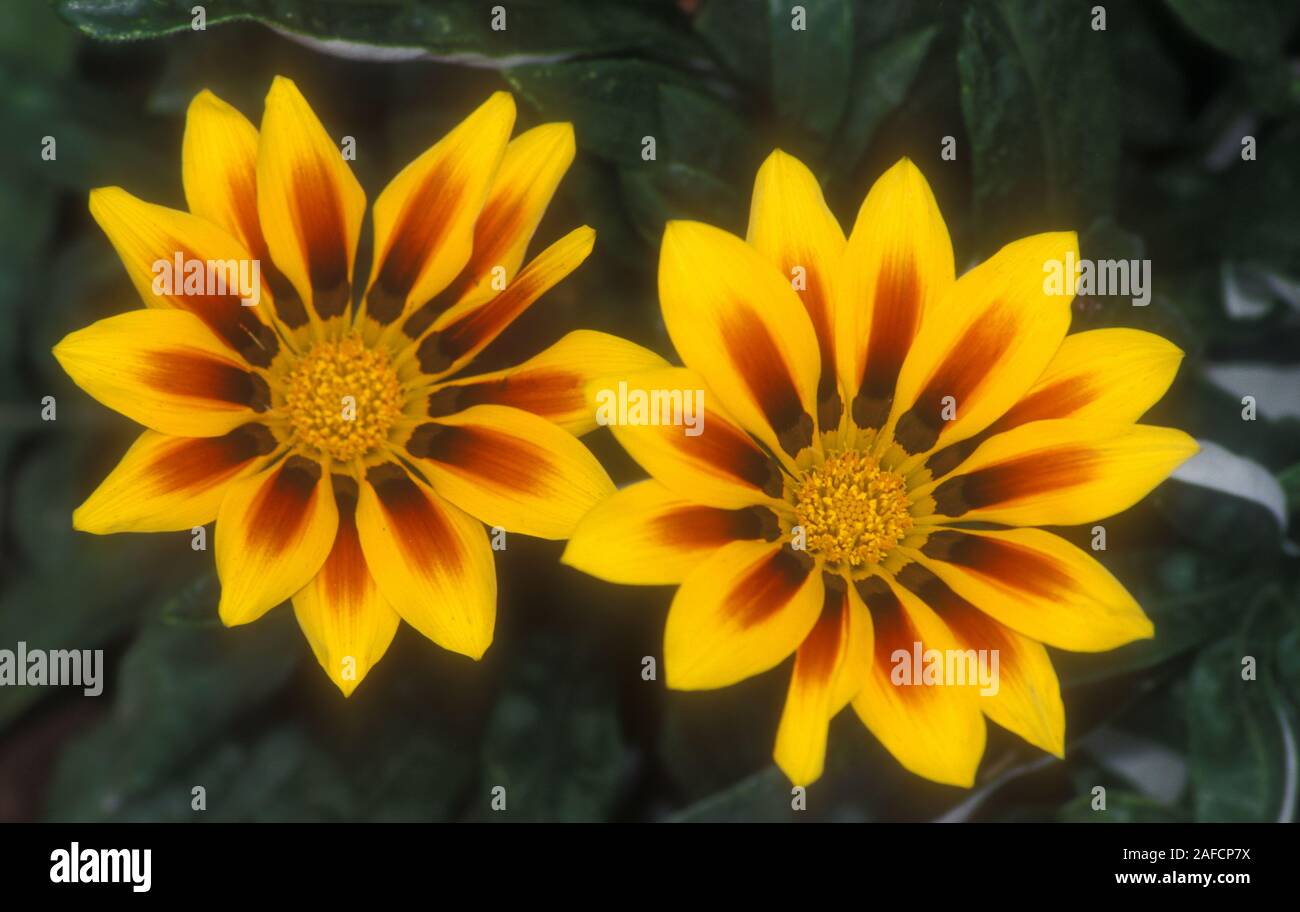 NAHE AUFNAHME VON ORANGE GAZANIA SPLENDENS BLÜTEN, AUCH BEKANNT ALS AFRIKANISCHE GÄNSEBLÜMEN, KÜSTENGAZANIE ODER SCHATZBLÜTE. AUSTRALIEN. Stockfoto