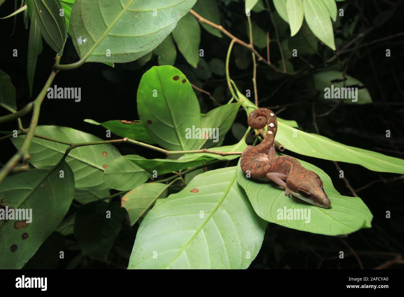Cat Cat-Eyed Gecko, Gecko, Cat Tail Gecko Stockfoto