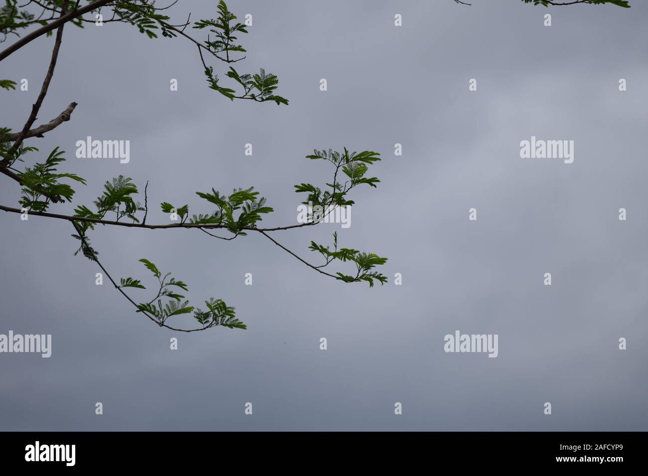 Äste fliegen im Himmel Stockfoto