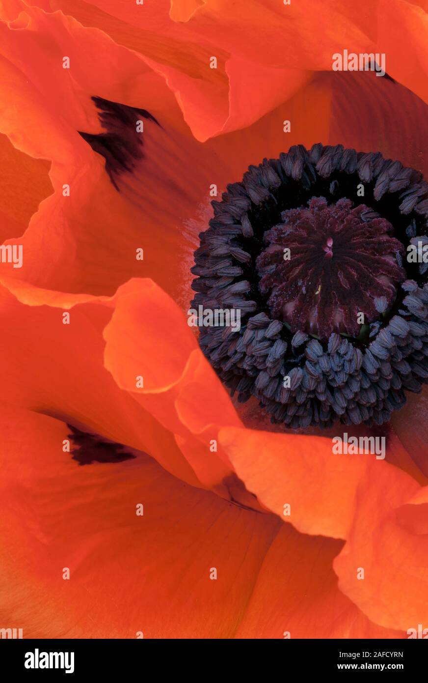 Roter Einzelmohn, Opiummohn, roter Mohn, rote Kronblätter, Paparveracea, Erinnerung, Flandern-Felder, Stockfoto