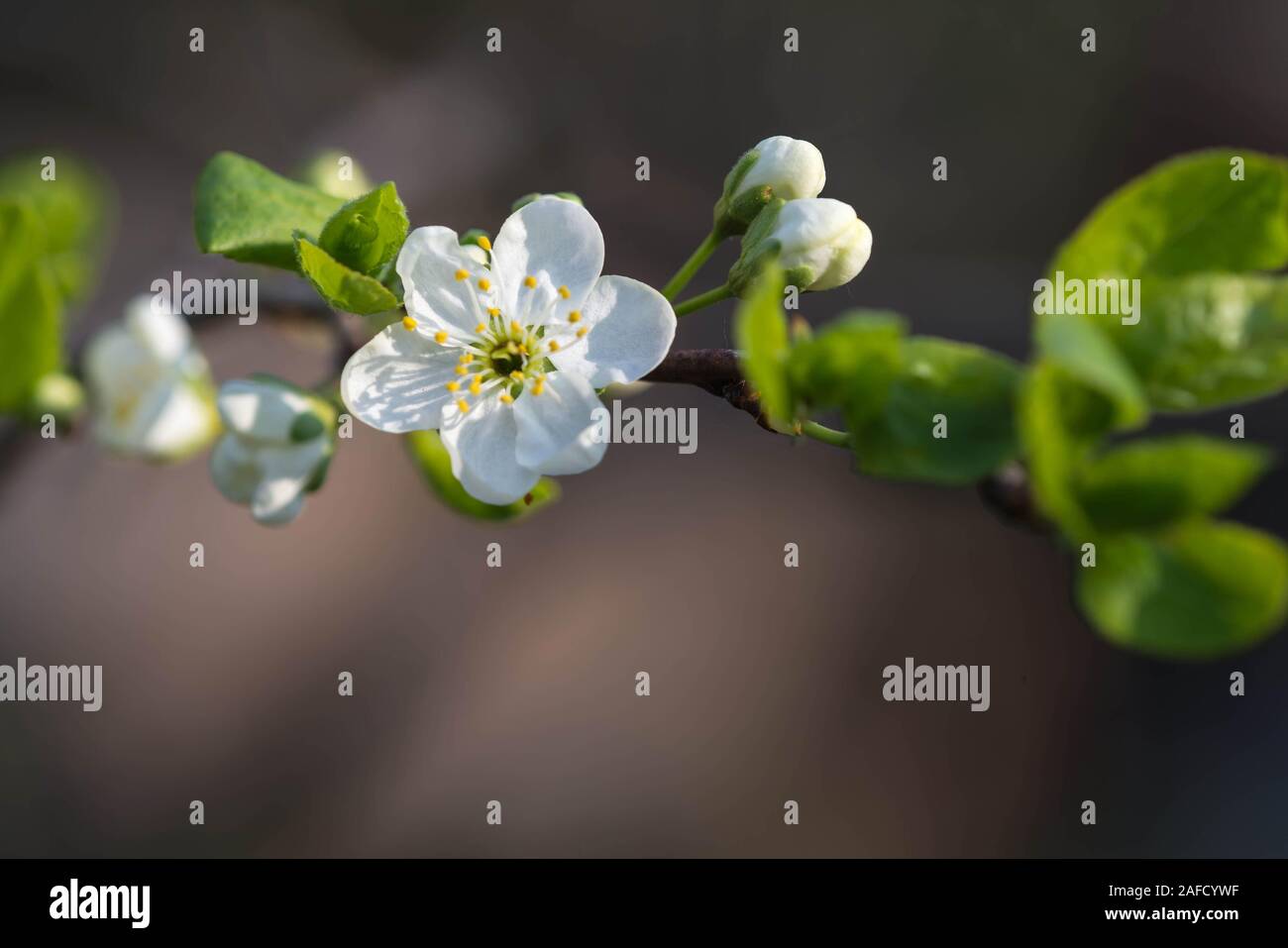 Pflaumenbaum Blumen auf einem hellen, sonnigen Frühling close-up. Natürliche Hintergrund Stockfoto