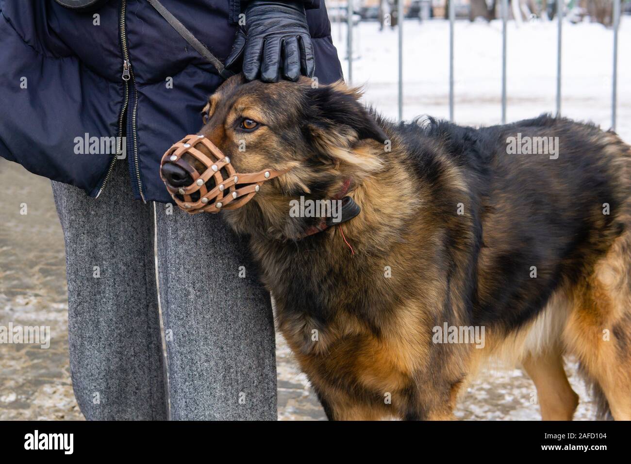 Alarmiert Hund in Schnauze schmiegt sich zu hip Outdoor des Eigentümers Stockfoto