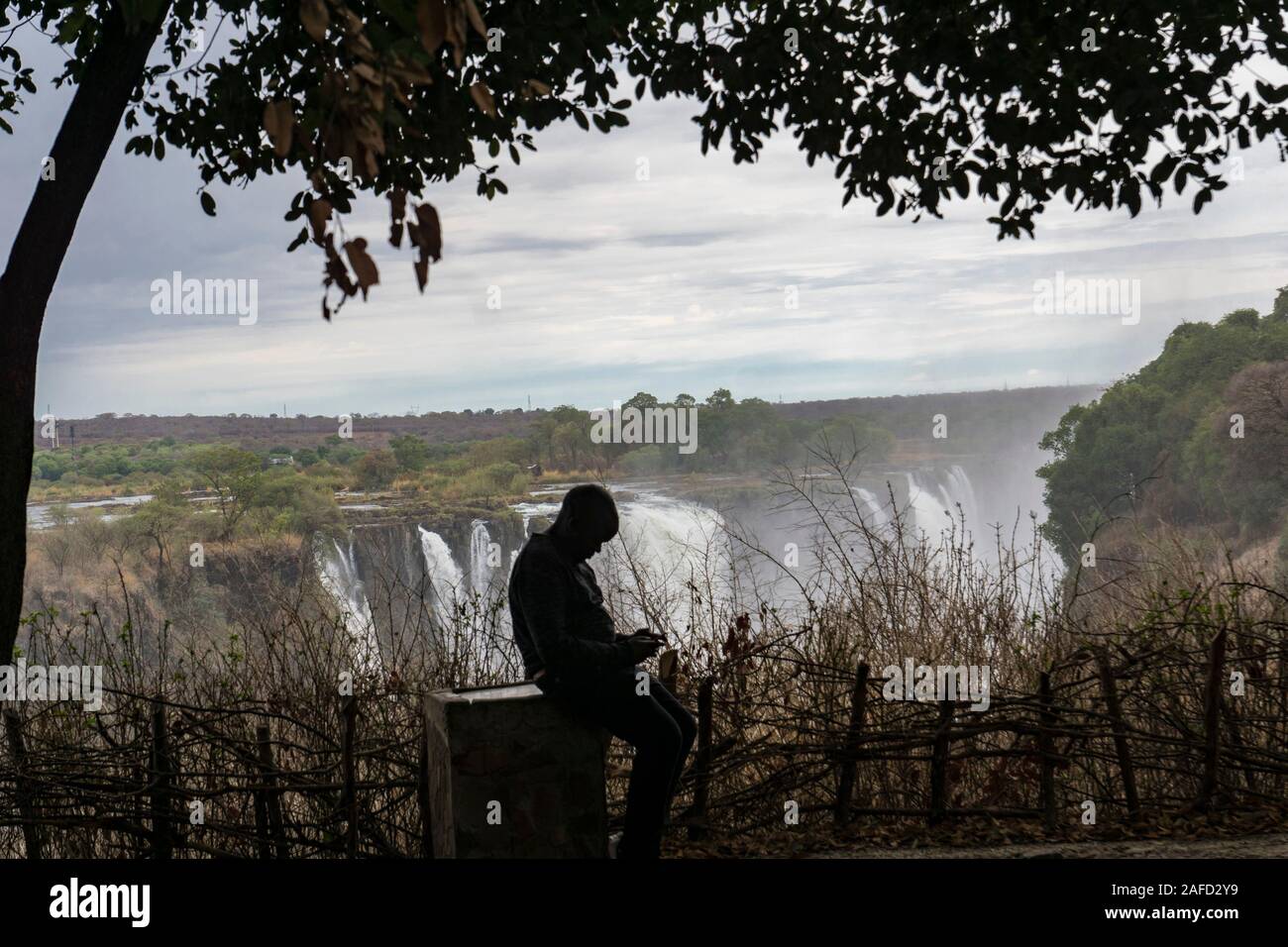 Victoria Falls, Simbabwe. Ein Mann schaut auf sein Handy, während er sich unter einem Baum vor den majestätischen Victoria-Fällen ausruht, dem größten Wasserfall der Welt mit einer Breite von 1.7 KM (fast 1.1 Meilen). Stockfoto