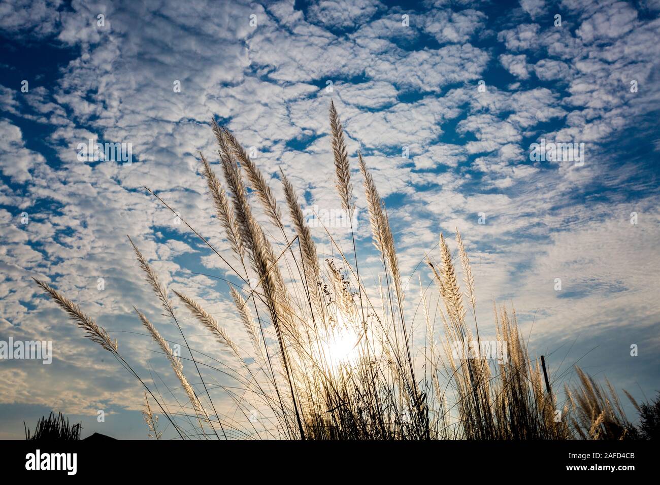 Catkin Blumen, Kans Gras (Saccharum spontaneum) oder Kashful (Bengali) mit schönen blauen Himmel bei Chandpur, Bangladesch. Stockfoto
