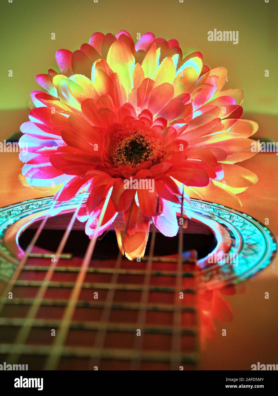 Chrysantheme auf der Gitarre mit Hintergrundbeleuchtung Stockfoto