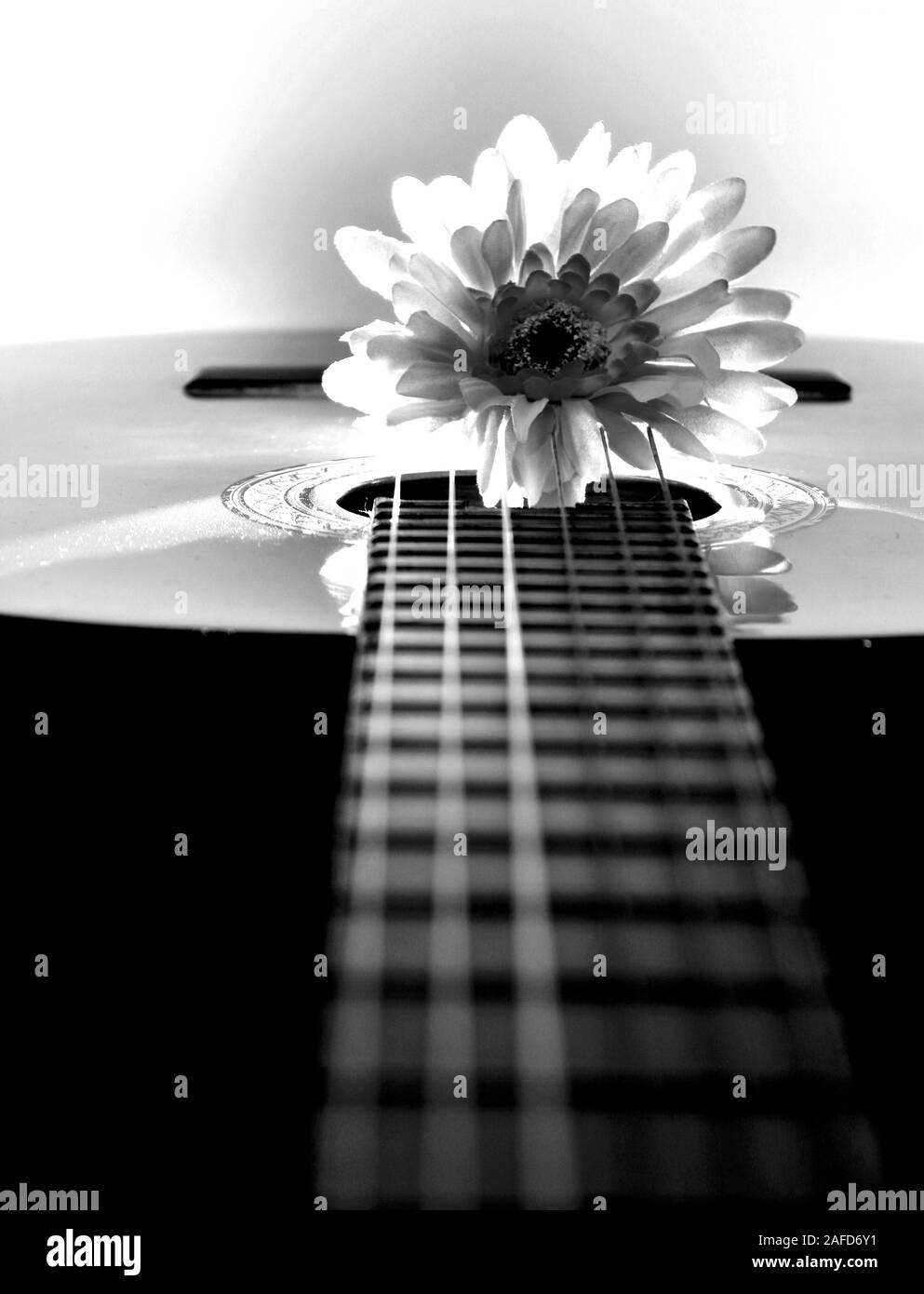 Chrysantheme auf der Gitarre mit Hintergrundbeleuchtung Stockfoto