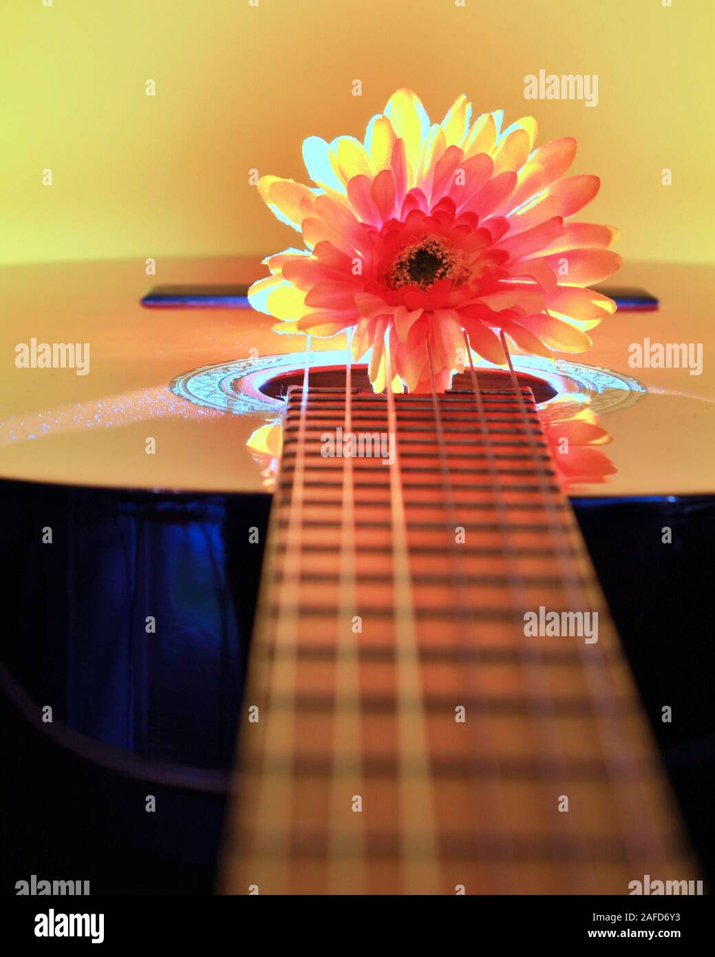 Chrysantheme auf der Gitarre mit Hintergrundbeleuchtung Stockfoto