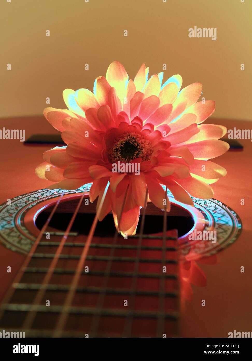 Chrysantheme auf der Gitarre mit Hintergrundbeleuchtung Stockfoto