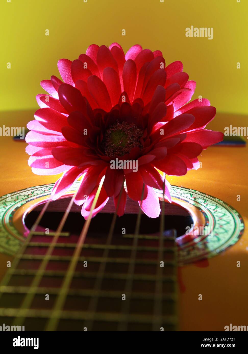 Chrysantheme auf der Gitarre mit Hintergrundbeleuchtung Stockfoto