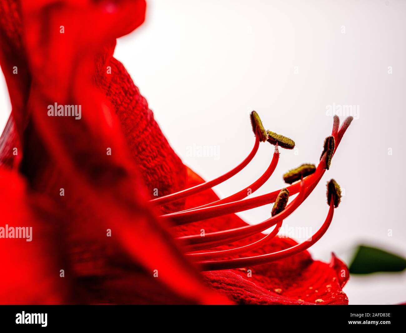 Studio in der Nähe von Roten Amaryllis, Blume Stockfoto