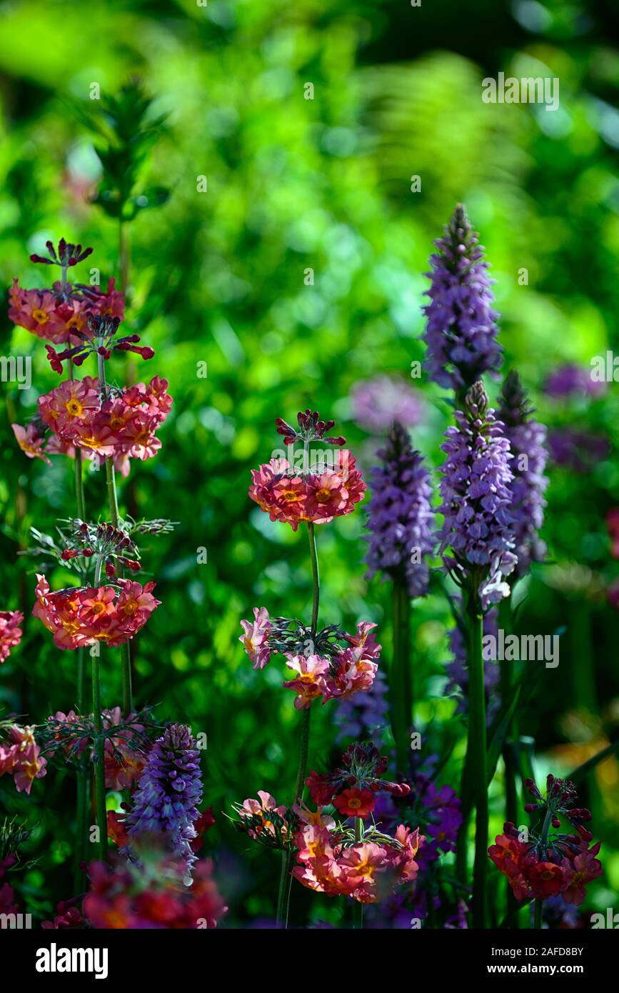 Primula japonica, Dactylorhiza fuchsii, gemeinsame getupft Orchidee, Blüte, Lila, Orange, Rosa, Blume, Blumen, Marsh Orchideen, Mix, gemischte Bepflanzung, RM Stockfoto