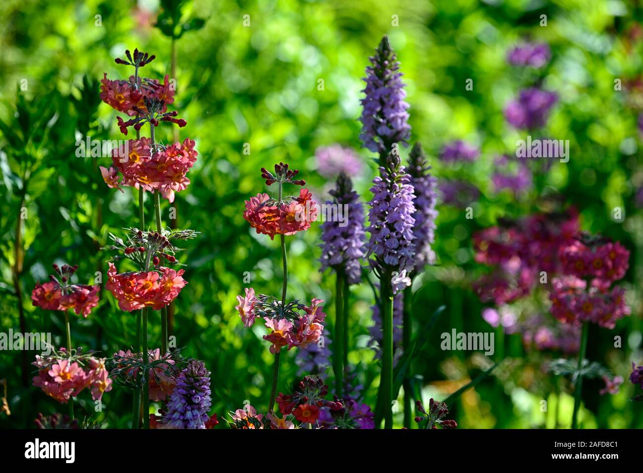 Primula japonica, Dactylorhiza fuchsii, gemeinsame getupft Orchidee, Blüte, Lila, Orange, Rosa, Blume, Blumen, Marsh Orchideen, Mix, gemischte Bepflanzung, RM Stockfoto