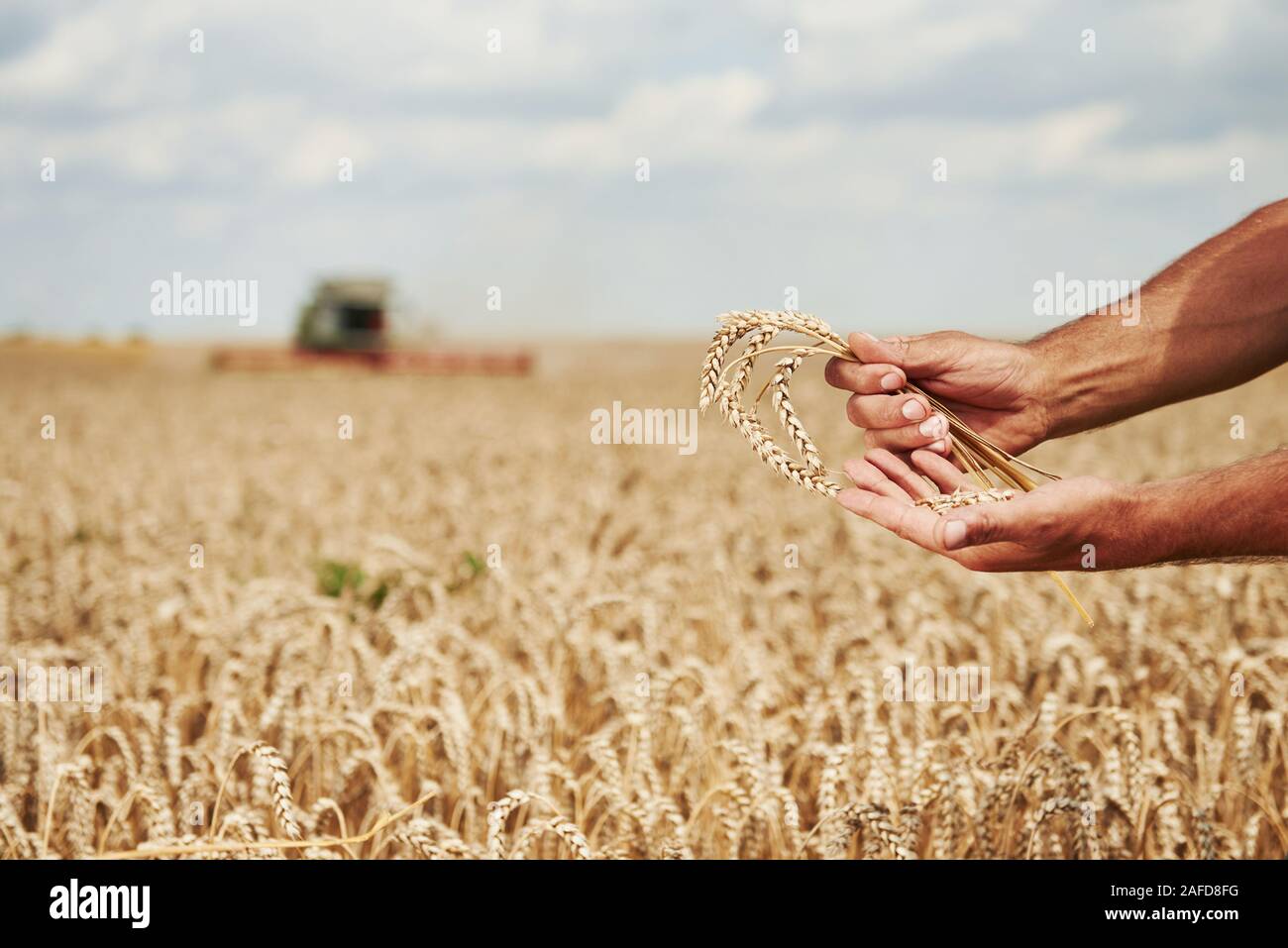 Des Menschen Hand hält Pod von Weizen. Mähdrescher hinter im Feld Stockfoto