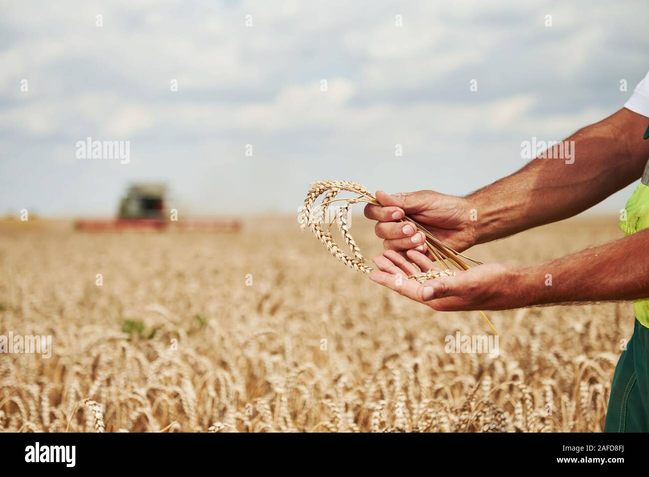 Des Menschen Hand hält Pod von Weizen. Mähdrescher hinter im Feld Stockfoto