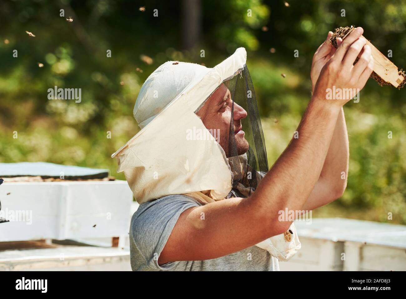 Schaut den Honig. Imker arbeitet mit Wabe voller Bienen im Freien an einem sonnigen Tag Stockfoto