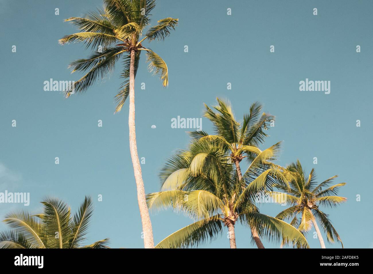 Palmen im Shangri La in Fidschi Stockfoto