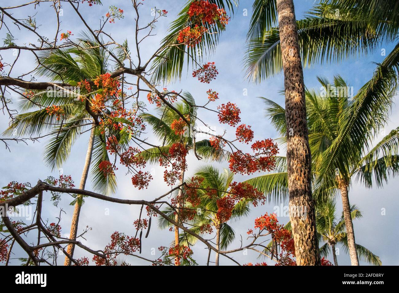 Palmen im Shangri La in Fidschi Stockfoto