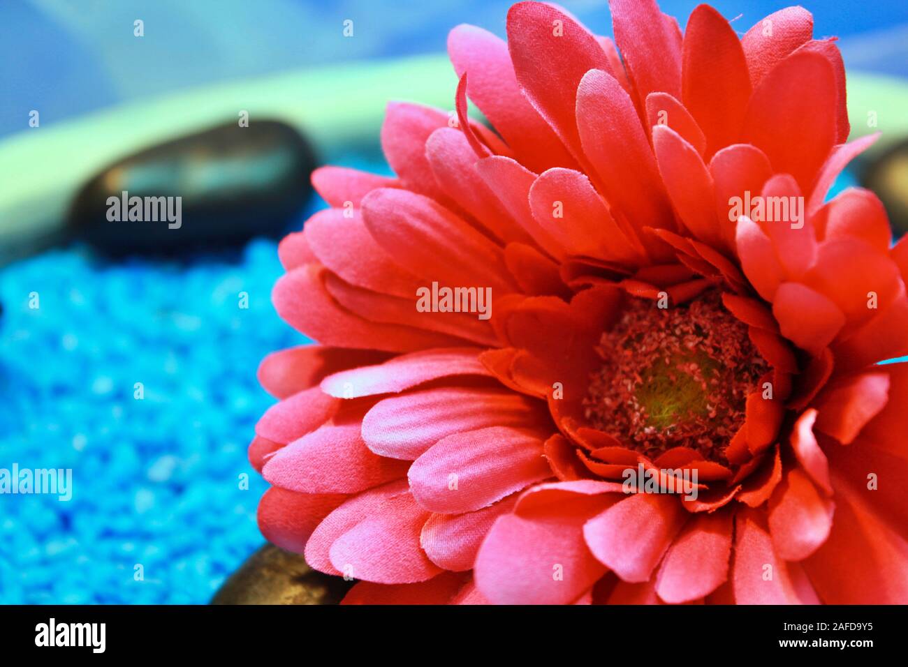 Roter Baumwolle Chriysantheme in Houten auf Blau dekorative Steine und Taft Schal Stockfoto