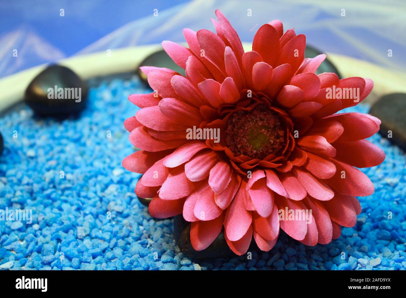 Roter Baumwolle Chriysantheme in Houten auf Blau dekorative Steine und Taft Schal Stockfoto
