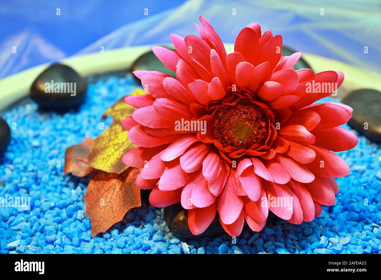 Roter Baumwolle Chriysantheme in Houten auf Blau dekorative Steine und Taft Schal und Herbstlaub Stockfoto