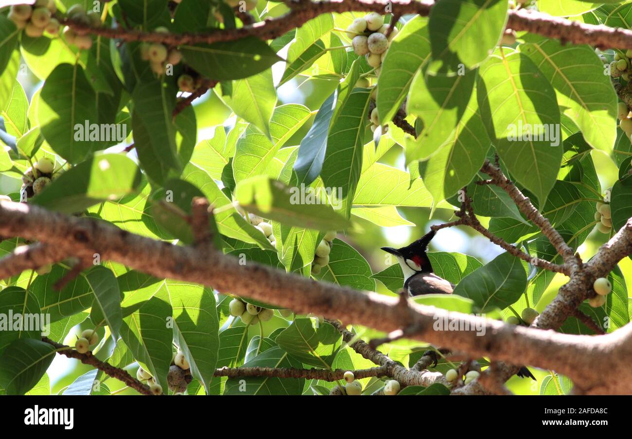 Babool Vogel in einem Baum Stockfoto